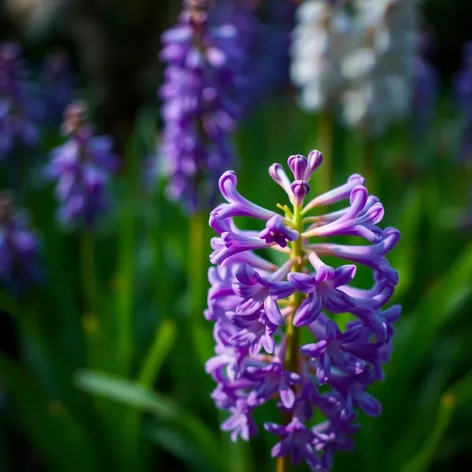 purple hyacinth flower