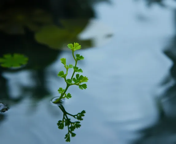 ceratopteris thalictroides water sprite