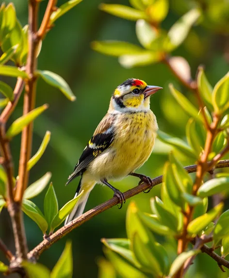 georgia state bird