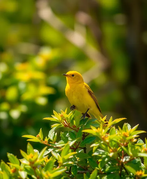 tiny yellow bird