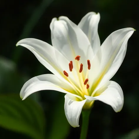 white lily flower