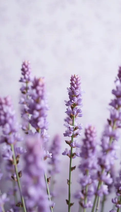 wallpaper lavender color