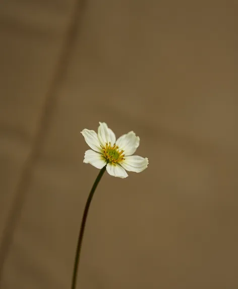 wilting flower