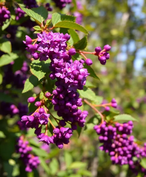 june berries