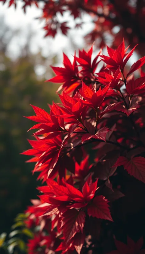 colour oxblood