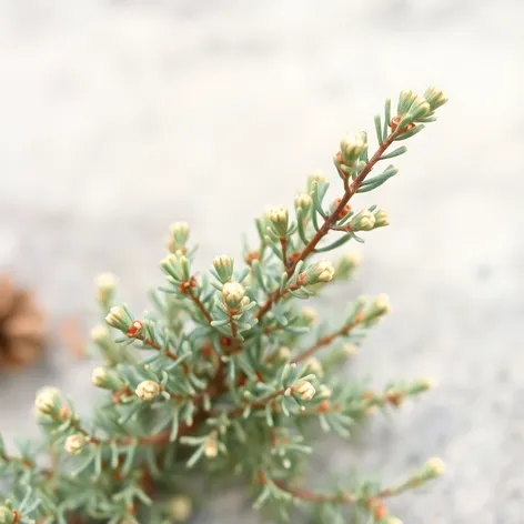 juniper shrub