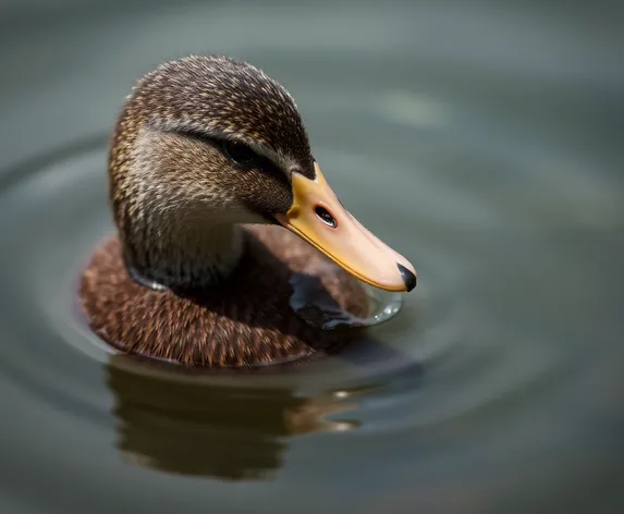 duck feather