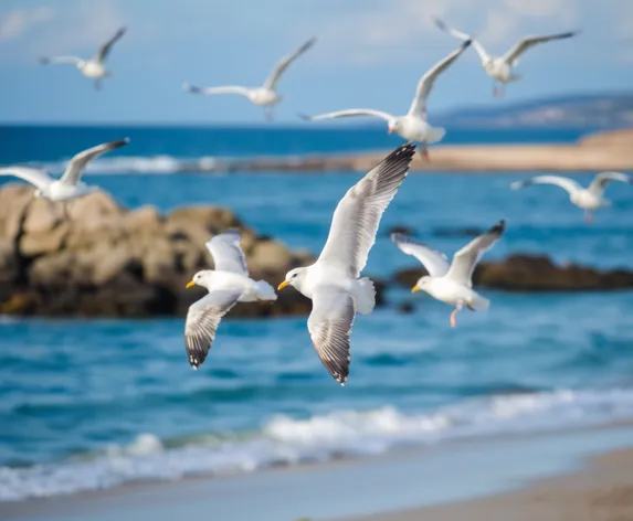 seagulls in flight pics