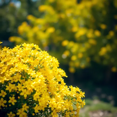 yellow blooming bush