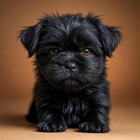 young black shih tzu