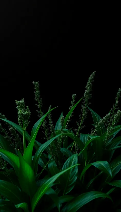 plant black backround