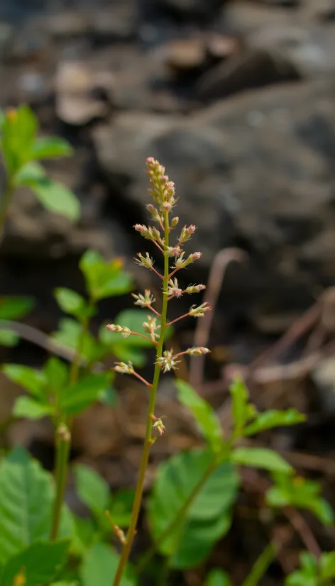 easy traceable plant