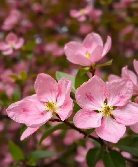 pink dogwood