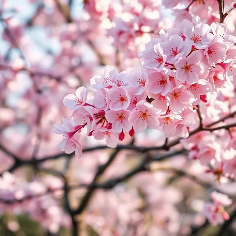 arbol de cerezo