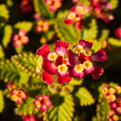 plant kalanchoe pinnata