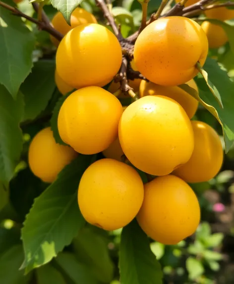 yellow plums