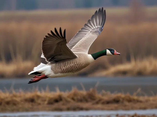 goose flying