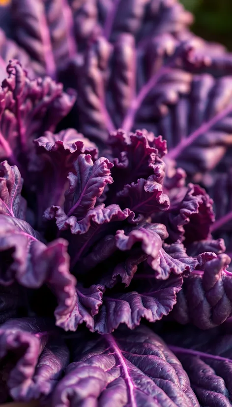 purple kale