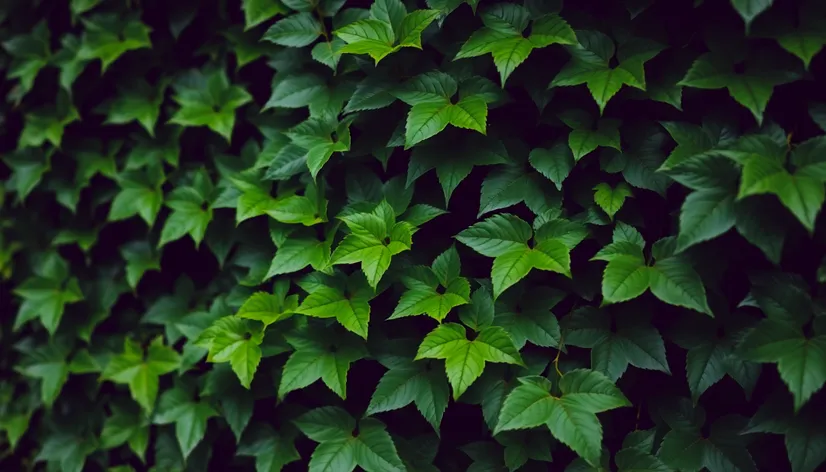 swedish ivy