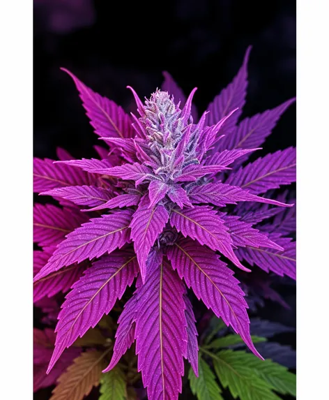 purple haze strain