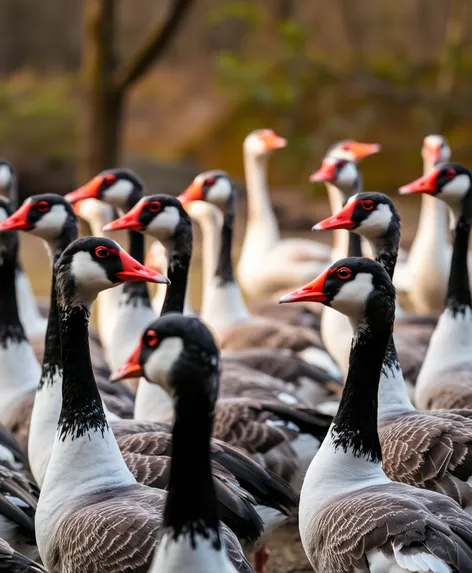 gaggle of geese