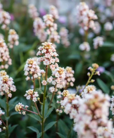 bridal spirea plants