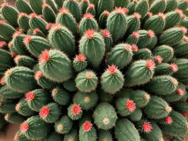 desert cactus