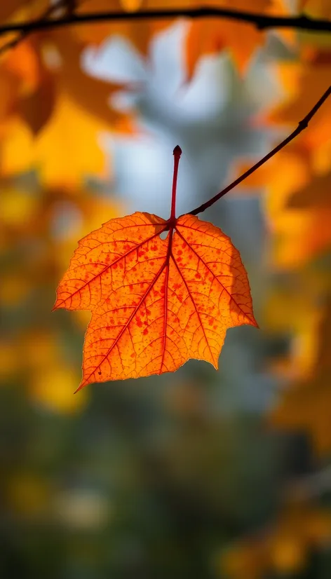 single autumn leaf