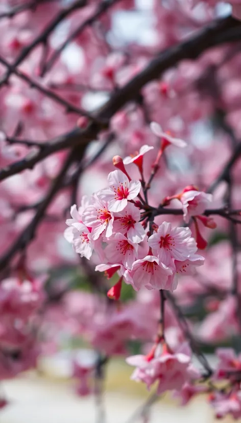 cherry blossoms wallpaper