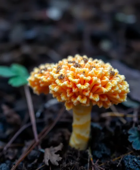 eringi mushroom