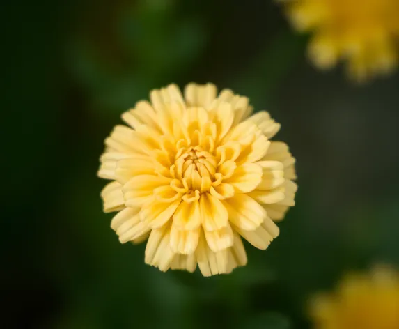 marigold seedling