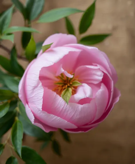 peony leaves