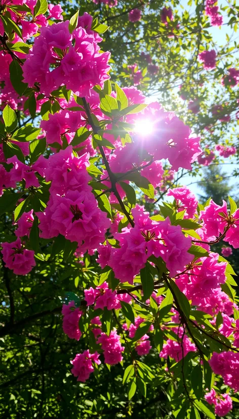 mountain laurel tree