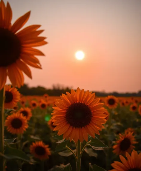 red sun sunflower