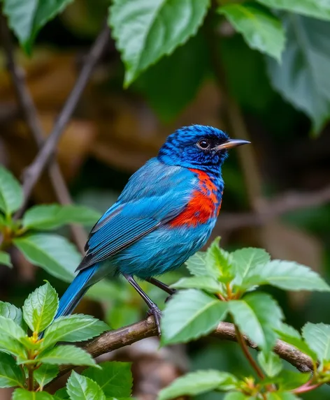 blue robin bird