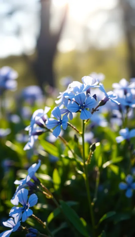 blue morning bloom flowers