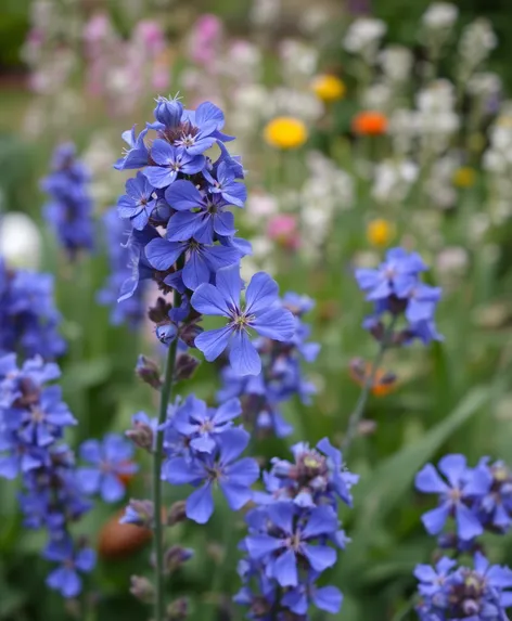 blue purple flowers