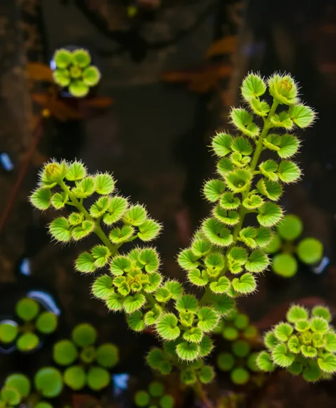 the clover-like aquatic fern