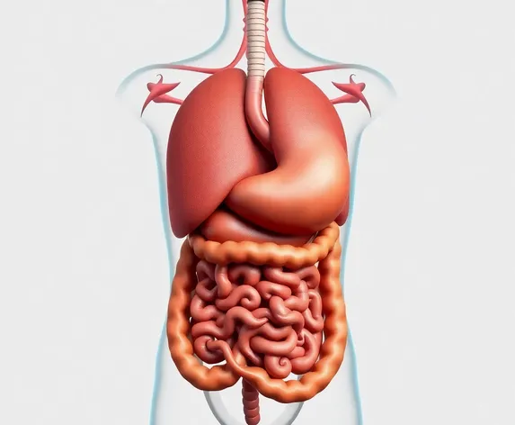 man digestive system images