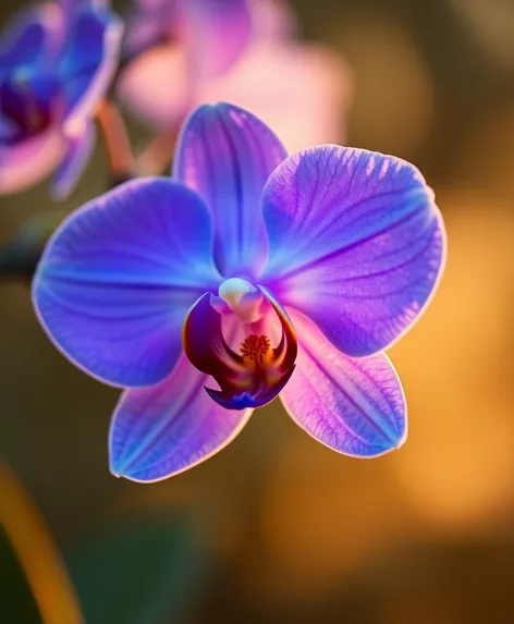 blue orchid flower