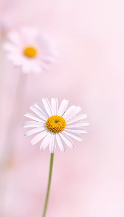 daisy blossom