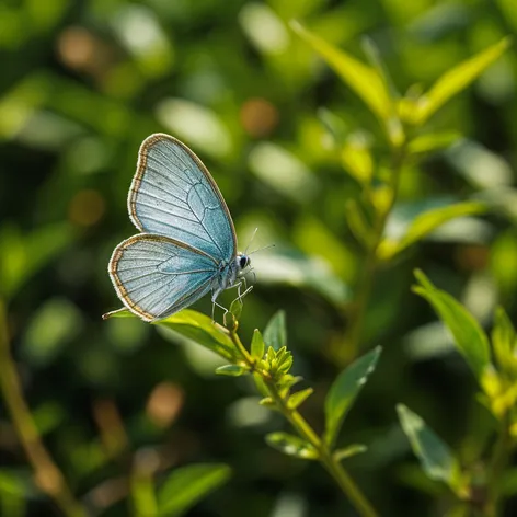 blue butterfly