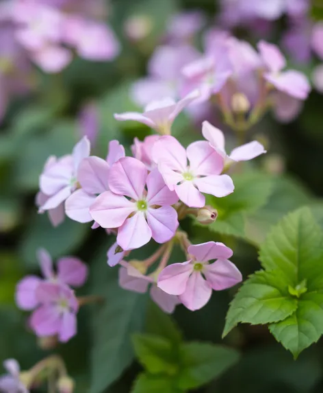 ivy geranium