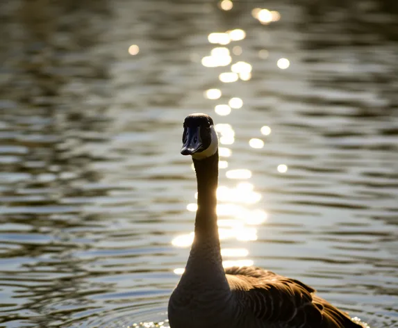 goose honk