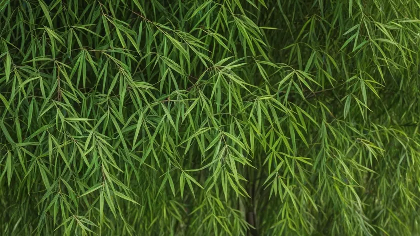 willow tree leaves