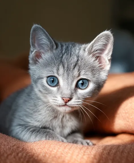 russian blue kitten