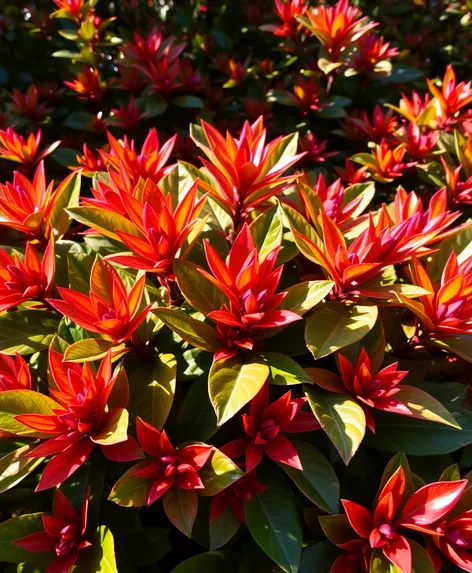 red tipped photinia