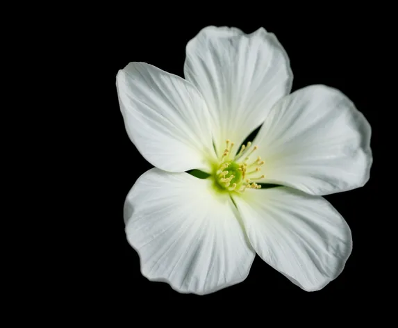 black with white flower