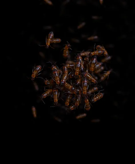 black flying termites