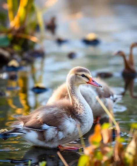 2 juvenile ducks